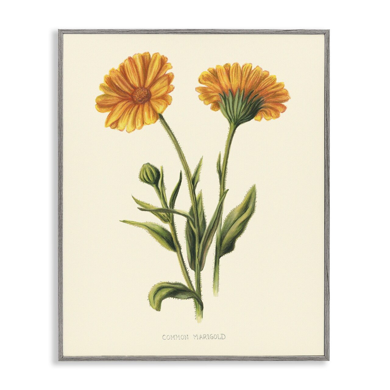 Stupell Industries Twin Marigold Blooms Framed Giclee, design by Connie Resch